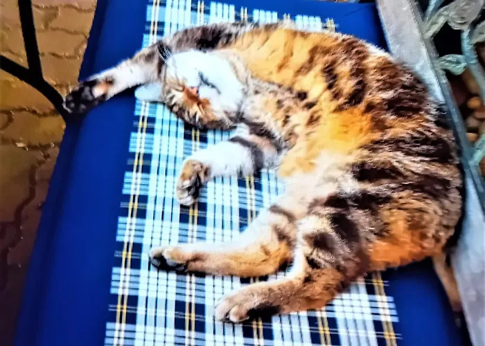 Modernes Charlie - Naehe Halle, 4 *